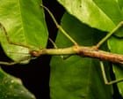 Discovery of new Australian stick insect species reveals case of mistaken identity