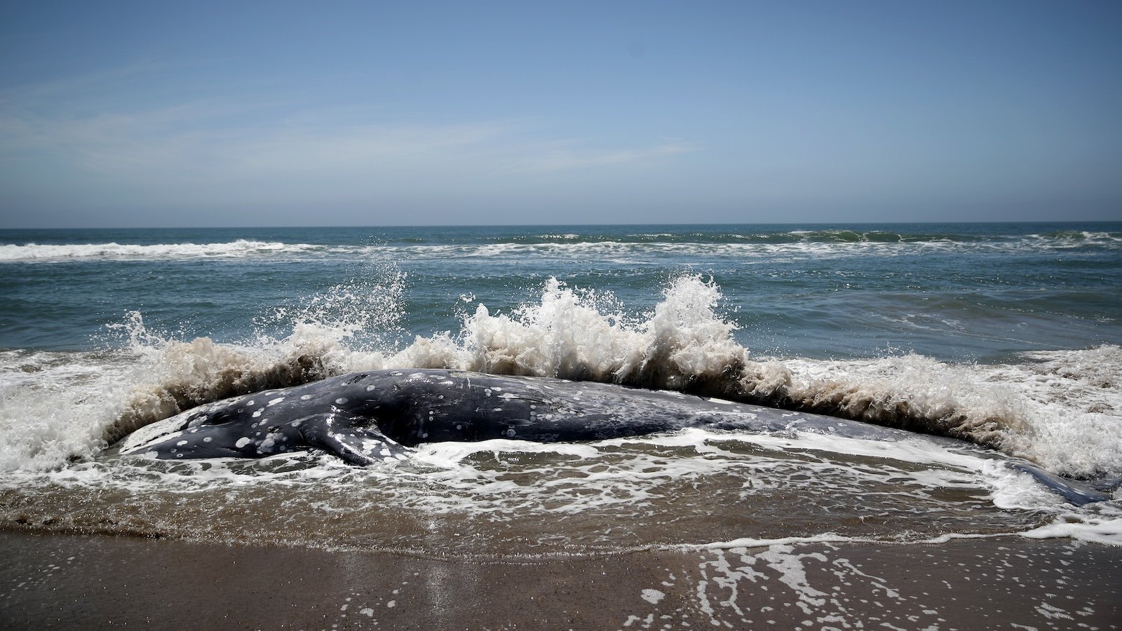 The fate of the Endangered Species Act rests on 2 simple words