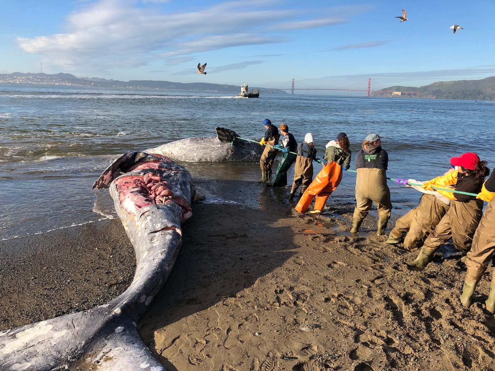 Gray whales are starving as the Arctic warms. Will the US protect them?