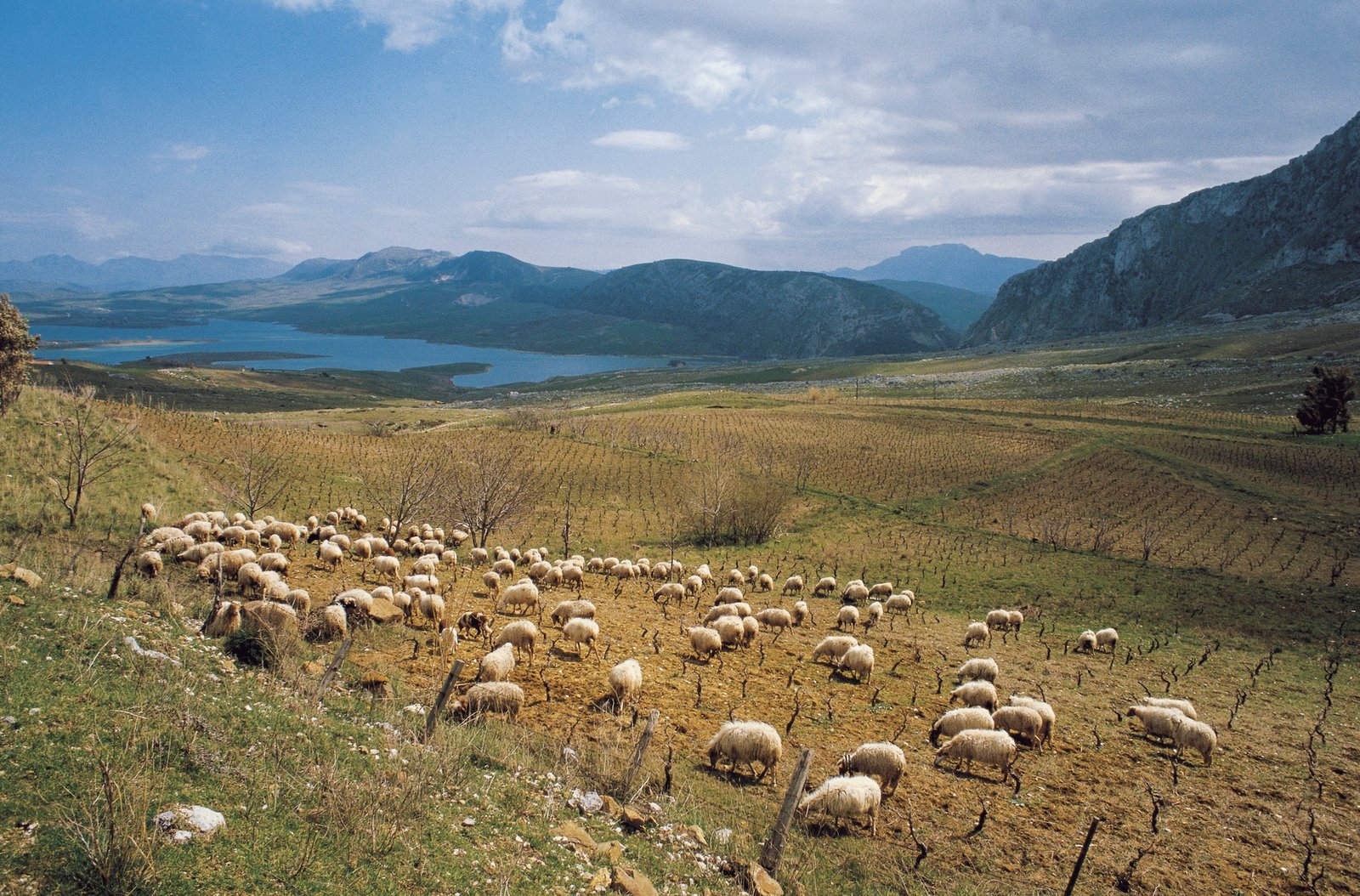 This Sicilian community has endured for centuries. Can it survive a changing climate?