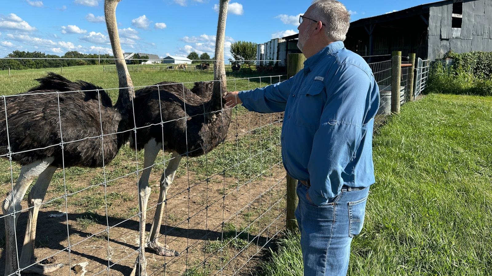 Kentucky man with a meat allergy was craving a burger. So he got into ostrich farming