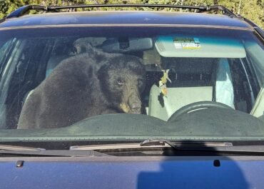Parched summer in Rockies sends bears into urban areas and confrontations with people
