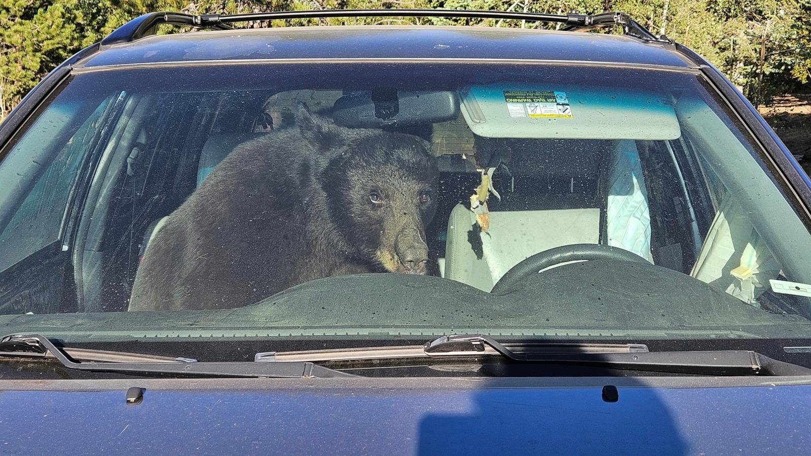 Parched summer in Rockies sends bears into urban areas and confrontations with people