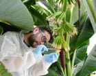 Have scientists finally found a way to save the banana from disaster?