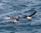 Why jet lag throws even foraging seabirds off course