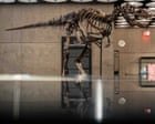 Rare Nanotyrannus skeleton sells for $47.3m at New York auction