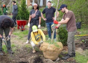 Pampered city trees deal with stress better than their country cousins