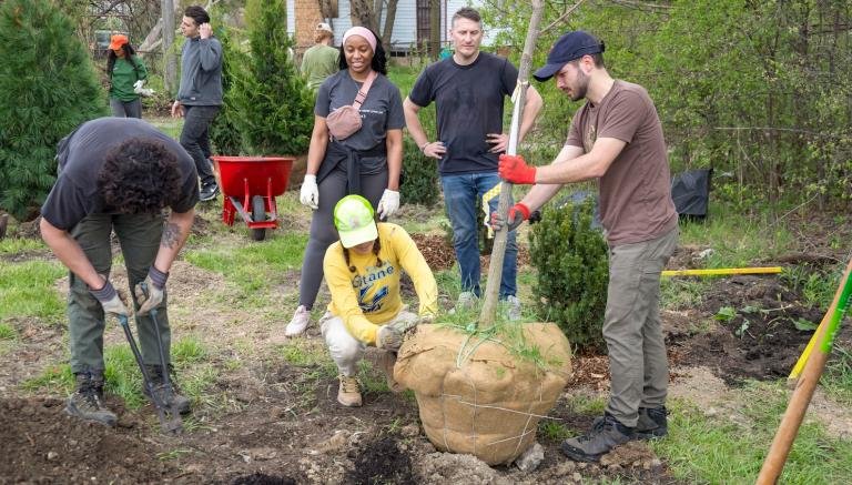 Pampered city trees deal with stress better than their country cousins