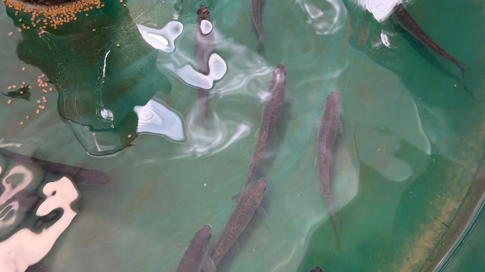 In Michigan, 3 tribes are on a mission to bring back a fish that disappeared 100 years ago