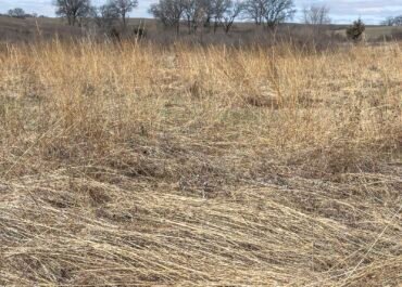 The Great Plains face a surprising threat: Too many trees