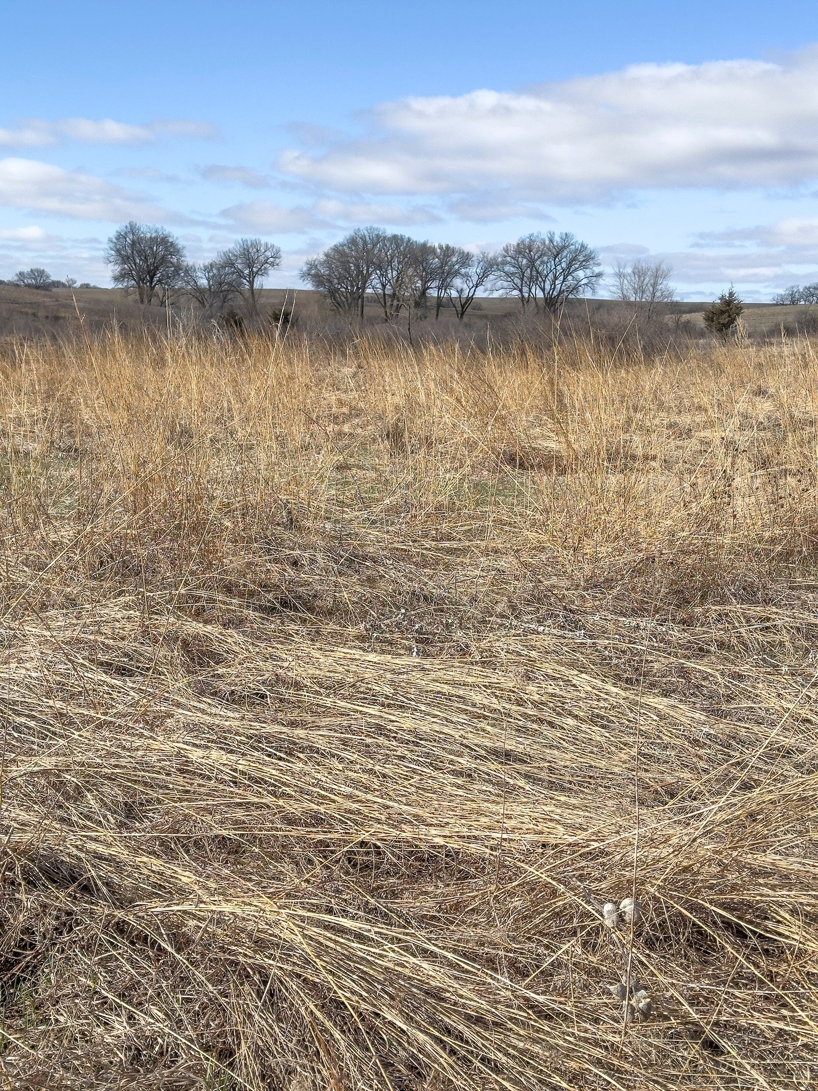 The Great Plains face a surprising threat: Too many trees