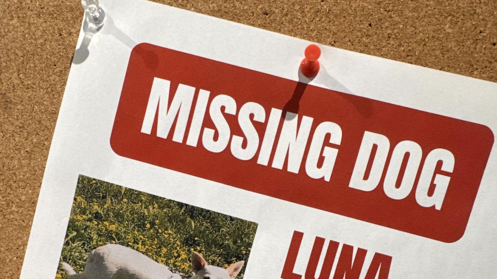 Search for missing pup in Yellowstone under pressure as winter nears
