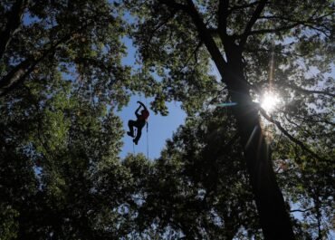 Climbers scale St. Louis trees during international tree climbing competition