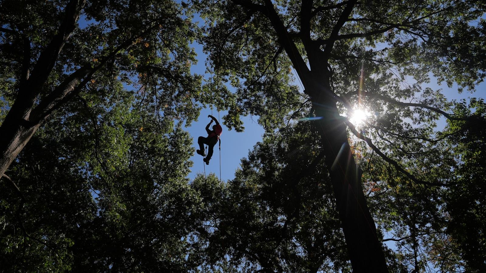Climbers scale St. Louis trees during international tree climbing competition
