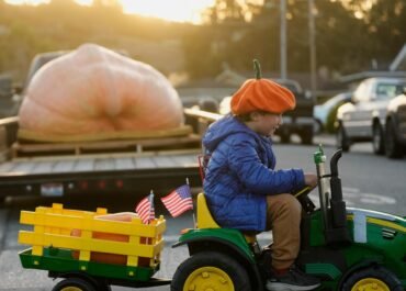 Giant pumpkins battle for heavyweight glory and the world record in California