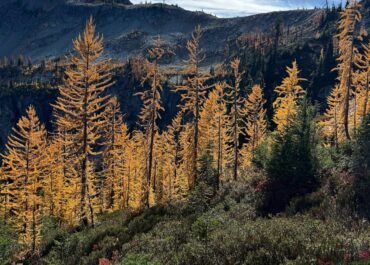 Agriculture secretary says agency is ‘full-bore ahead’ on Forest Service reorganization