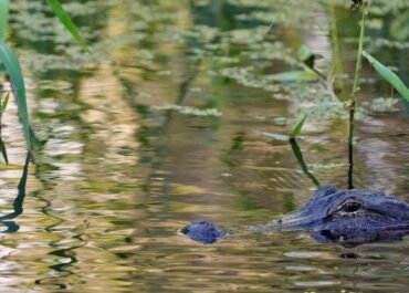 Fisherman, 71, attacked and killed by 12-foot alligator alongside Florida lake