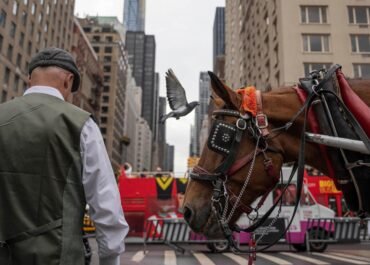 Facing a ban on horse-drawn carriages, Central Park’s drivers fear for livelihoods